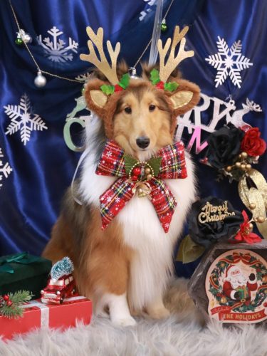 20251219ルナちゃん