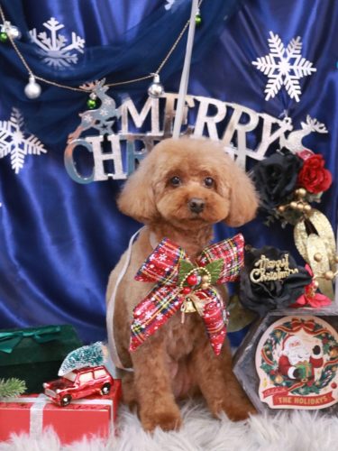 20251219きなこちゃん