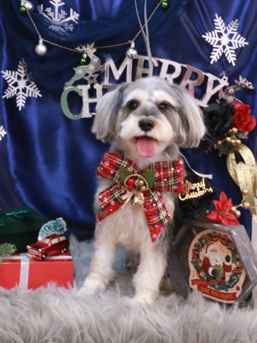 20251219パピコくん