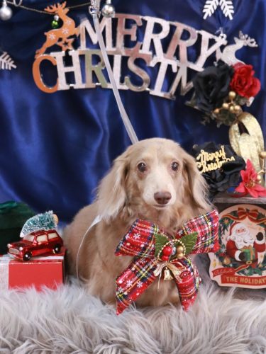 20251219ぺこちゃん