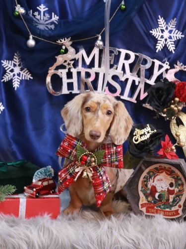 20251219栞ちゃん