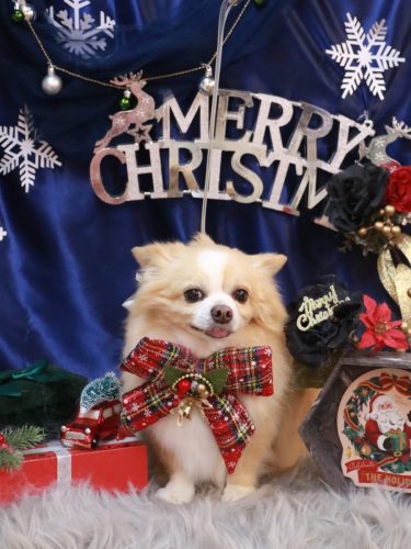 20251219マロ太くん