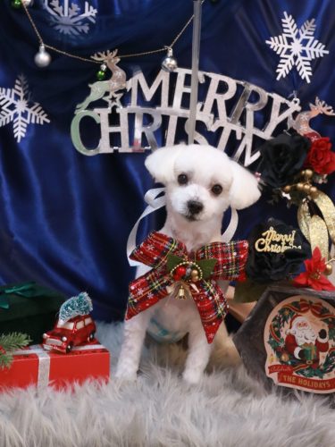 20251219シロマルくん