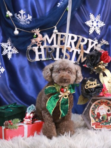 20251219モカくん