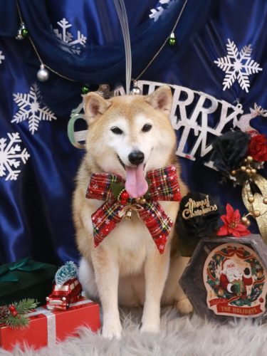 20251219こはるちゃん