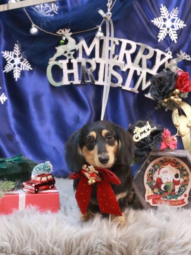 20251219はなちゃん