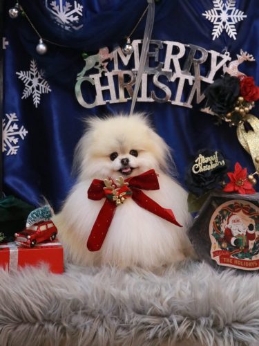 20251220さらりちゃん