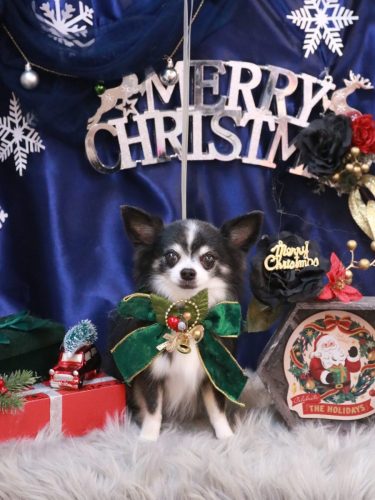 20251220パピーくん