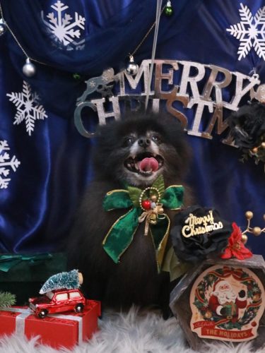 20251220チョビくん