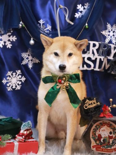 20251220シュウくん