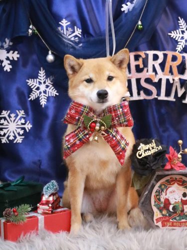 20251220リンちゃん