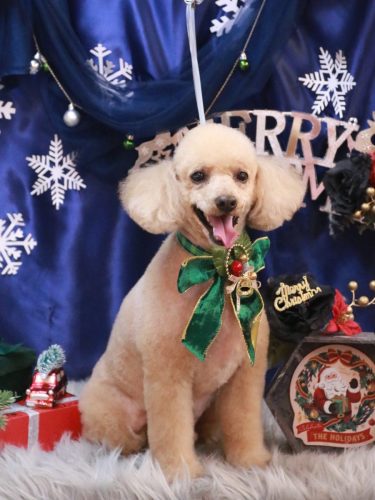 20251220チロくん