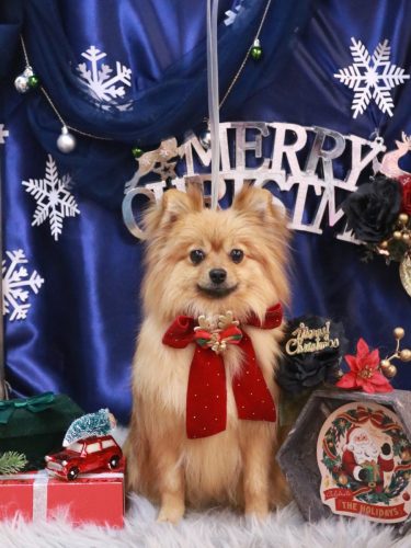 20251220アッシュちゃん