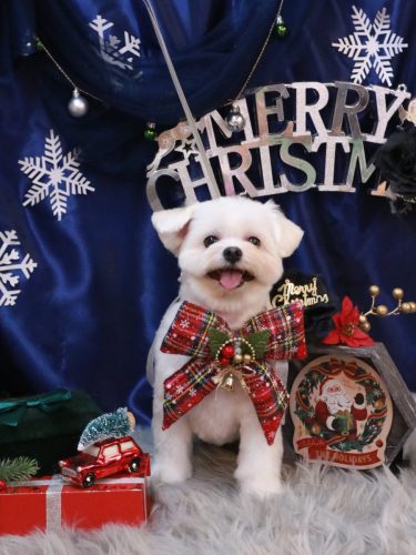 20251220うるちゃん