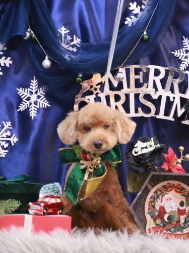 20251220レオくん