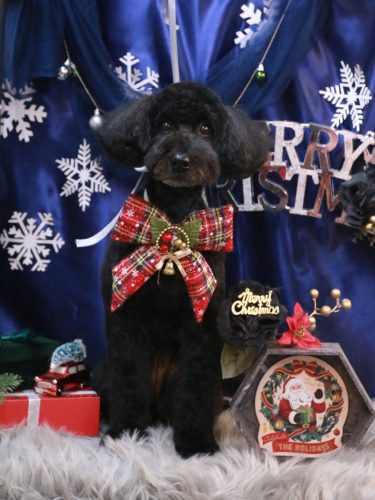 20251220アロちゃん