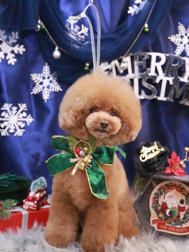 20251220こじろうくん