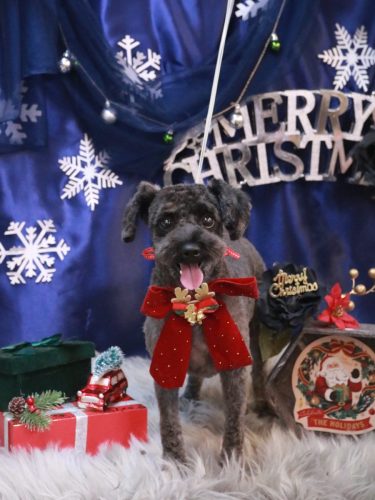 20251221りんちゃん