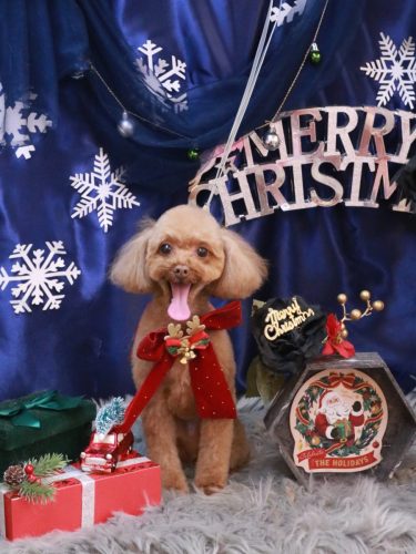 20251221このはちゃん