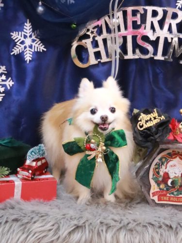 20251221小豆くん