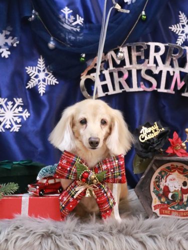 20251221グラちゃん