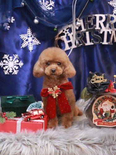 20251221アリームちゃん