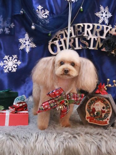 20251221メルちゃん