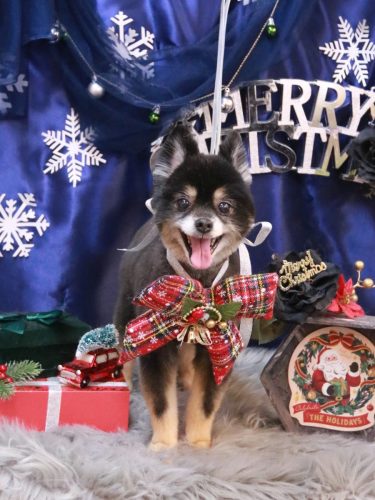 20251221獅子丸くん