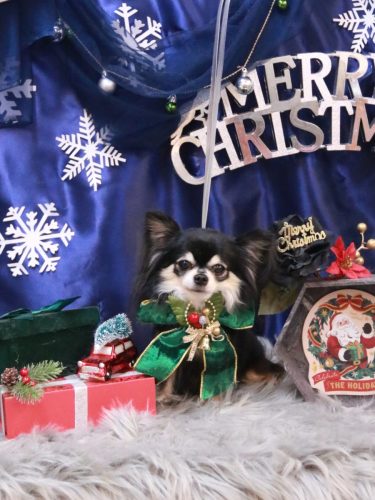 20251221アリューくん