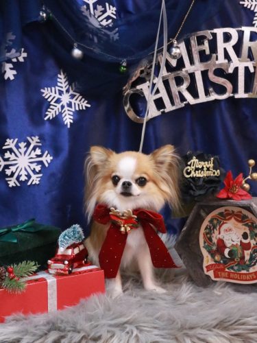 20251221プリュ―くん