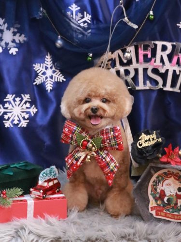 20251221ピノくん