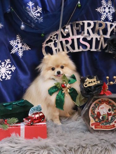 20251221アッシュくん