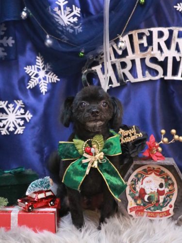 20251222ピポくん