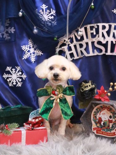 20251222メルくん