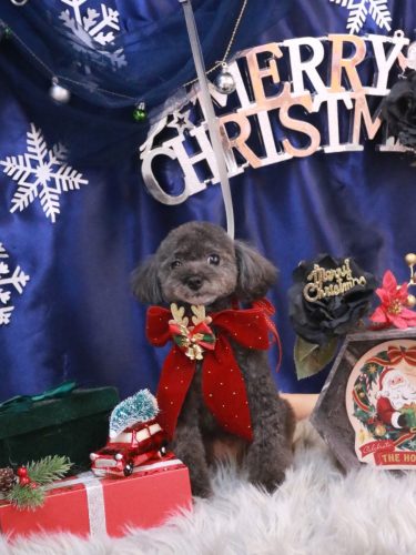 20251222ラテちゃん