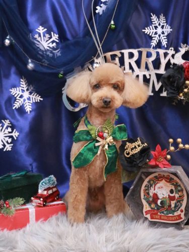 20251222カイくん