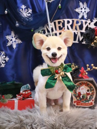 20251222ぽんずくん