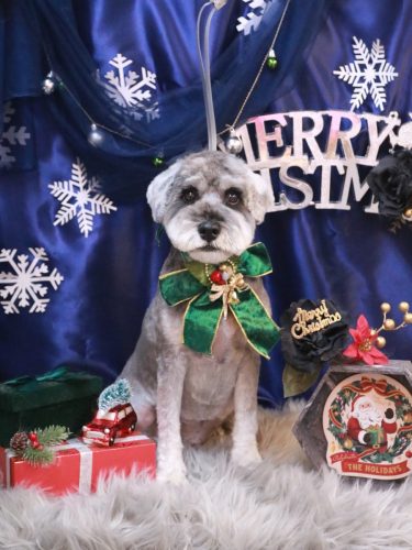 20251222ディアくん