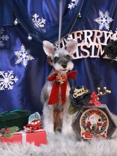 20251222むぎちゃん