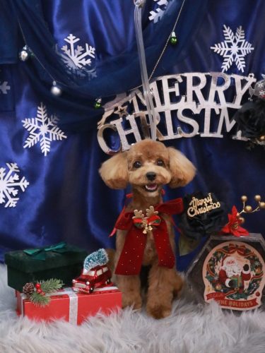 20251223モカちゃん