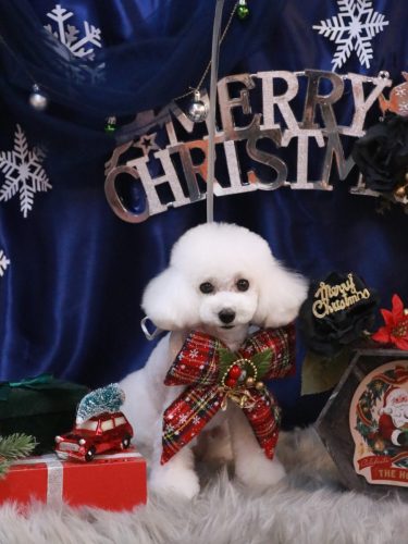 20251223ゆわちゃん