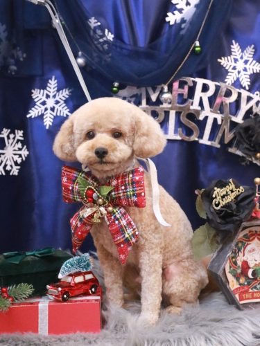 20251223モナカくん