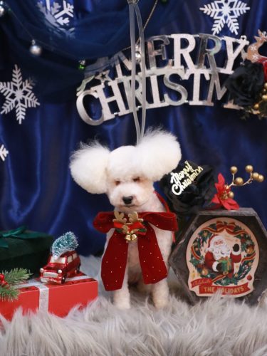 20251223あんちゃん