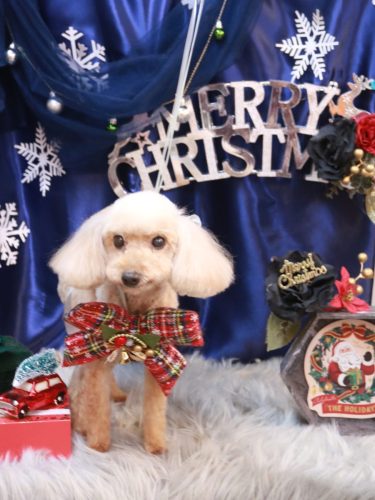 20251223うたちゃん