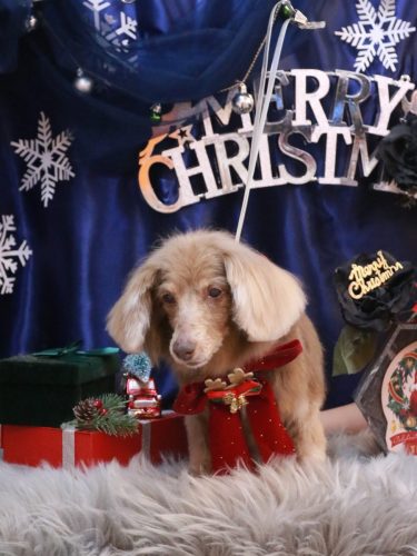 20251223桃ちゃん