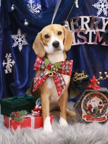 20251223チャビーちゃん