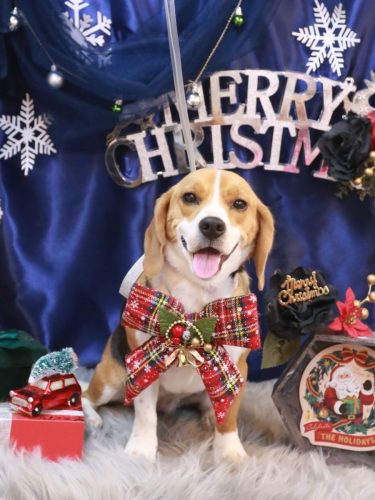 20251223ルーシーちゃん