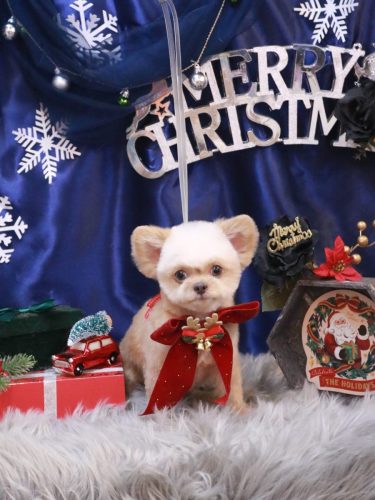 20251223なうちゃん