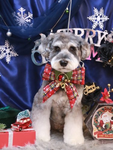 20251224ビッケくん