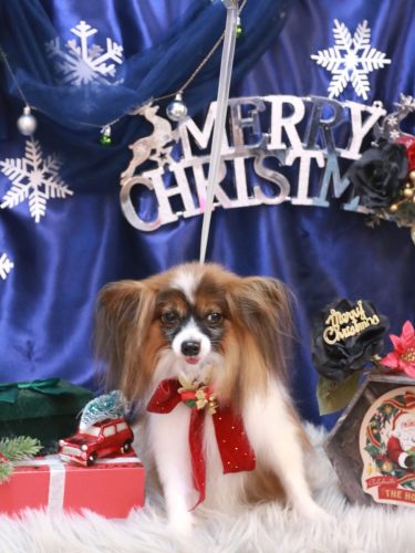 20251224ラナちゃん